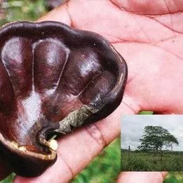 thumbnail for publication: Enterolobium cyclocarpum, Ear Tree